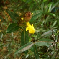 Barleria lupulina Lindl.